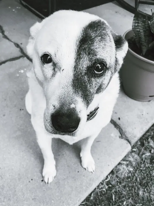 Dandridge Animal Hospital 4