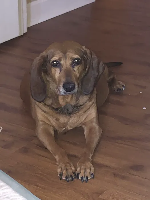 Dandridge Animal Hospital 7
