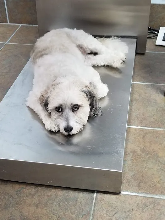Town & Country Animal Hospital 8