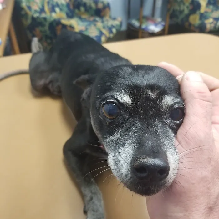 Town & Country Animal Hospital 10