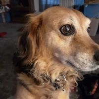 Animal Wellness Veterinary Hospital ico