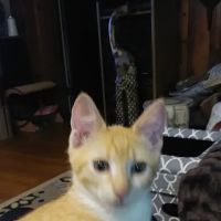 Animal Medical Clinic ico