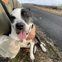 Magnolia Animal Clinic ico