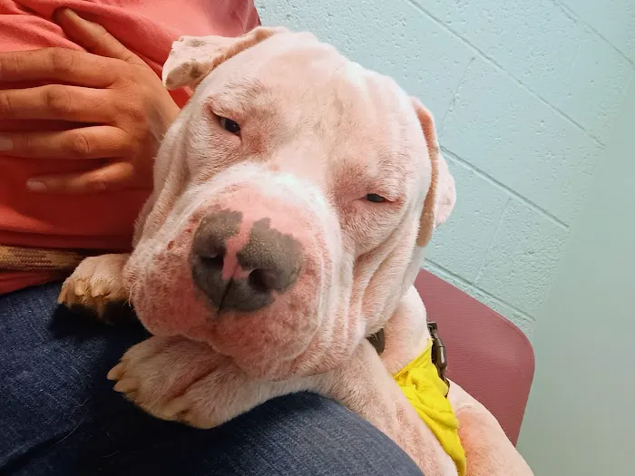 Magnolia Animal Clinic 6