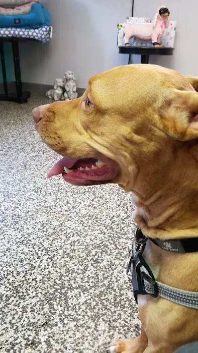 Magnolia Animal Clinic 9
