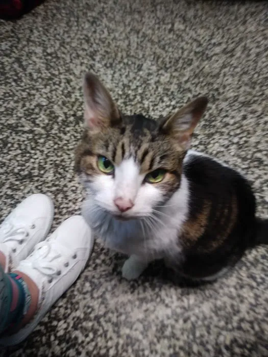 Magnolia Animal Clinic 8