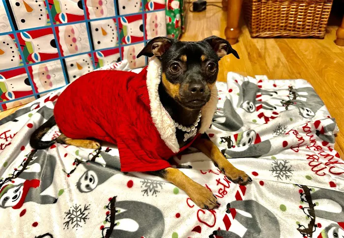 Dogwood Animal Hospital 4