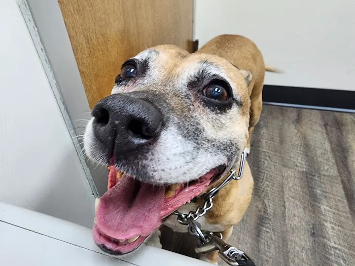 Dogwood Animal Hospital 3