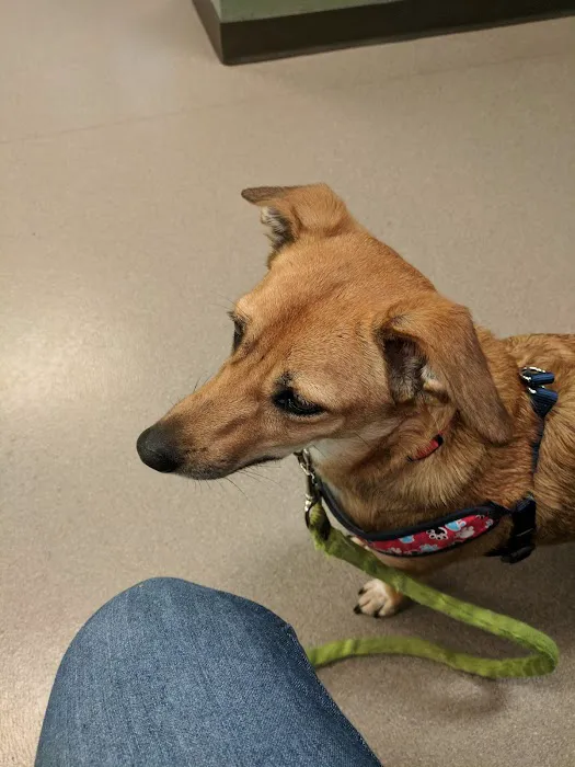 Dogwood Animal Hospital 9