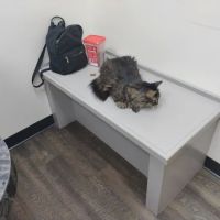 Dogwood Animal Hospital: Dr JR Killey DVM ico