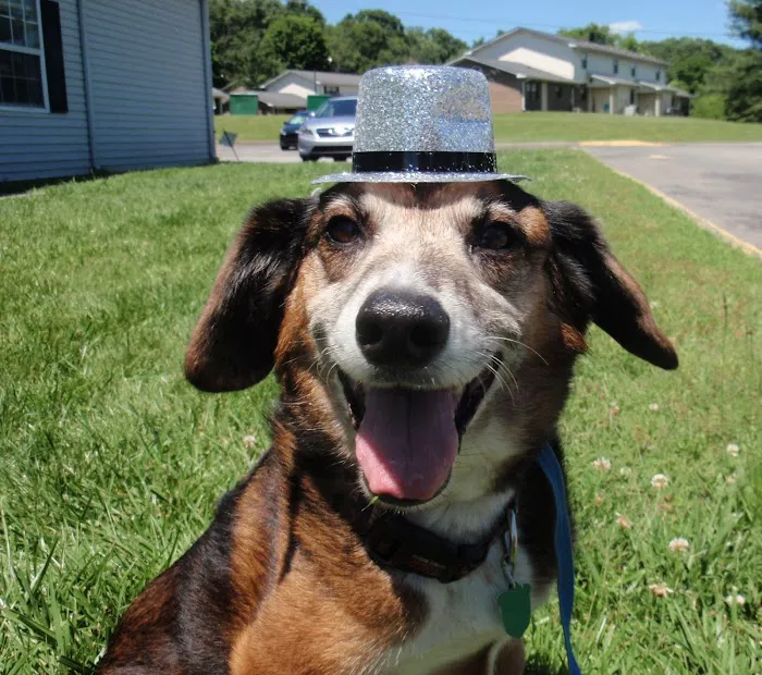 Tri-County Small Animal Hospital 9