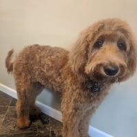 Tri-County Small Animal Hospital ico