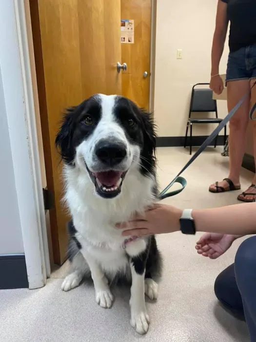 McArthur Animal Hospital 10