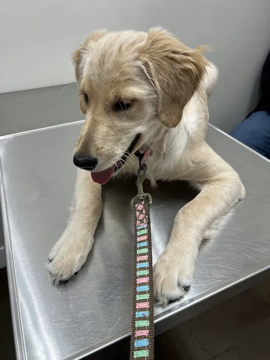 Butler Veterinary Services, PLLC 1