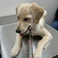 Butler Veterinary Services, PLLC ico