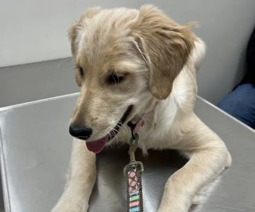 Butler Veterinary Services, PLLC
