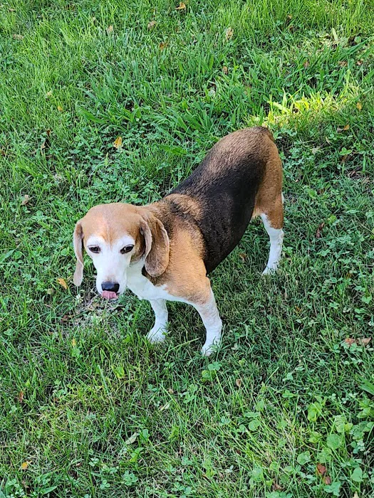 Butler Veterinary Services, PLLC 7