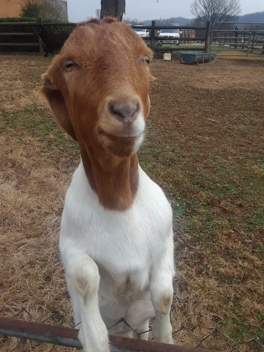 Karns Animal Clinic 10