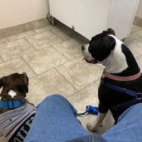 Butler Animal Clinic ico