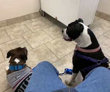Butler Animal Clinic