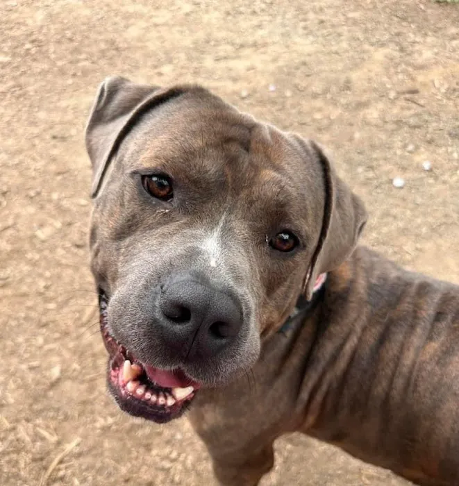 Butler Animal Clinic 7