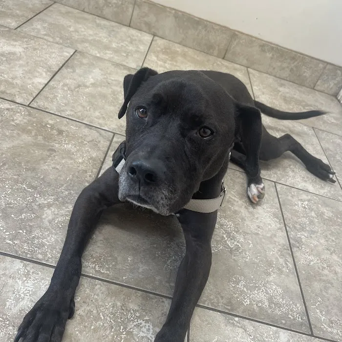 Butler Animal Clinic 2