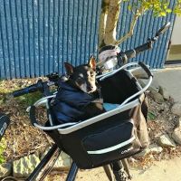 Pellissippi Veterinary Hospital ico
