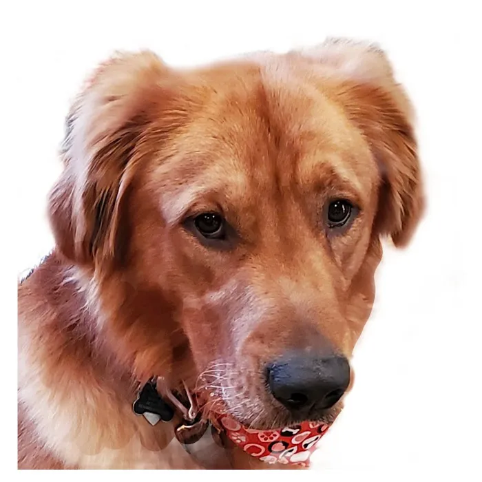 Norwood Veterinary Hospital 7