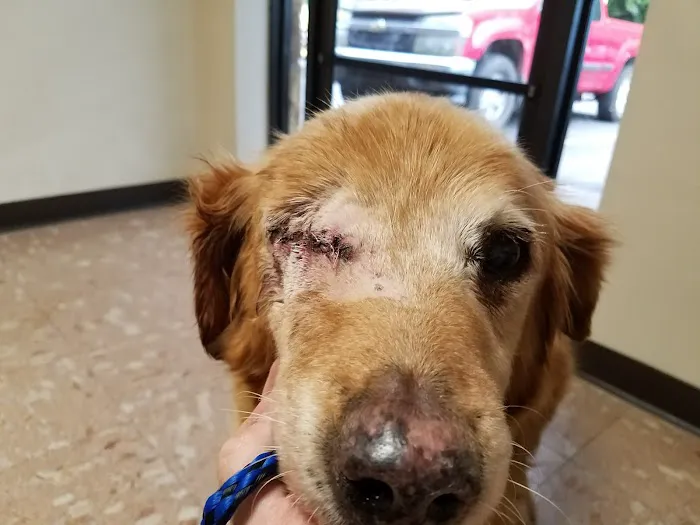 Norwood Veterinary Hospital 10
