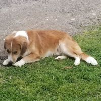 Norwood Veterinary Hospital ico