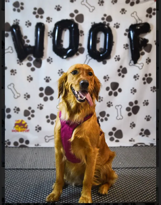 Scruffy City Animal Hospital 6