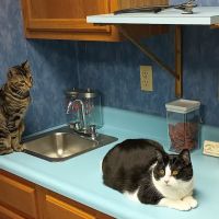 Scruffy City Animal Hospital ico