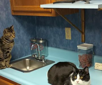 Scruffy City Animal Hospital