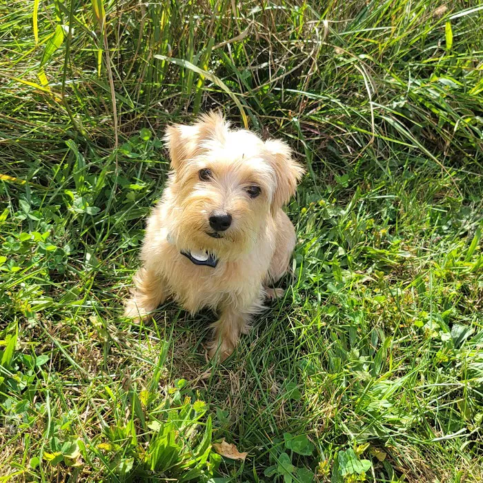 Scruffy City Animal Hospital 9