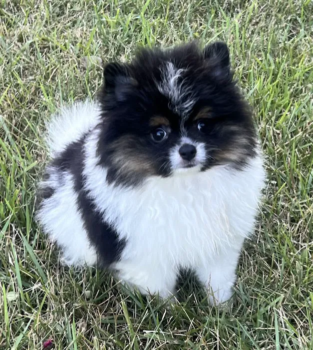 West Hills Animal Hospital 8