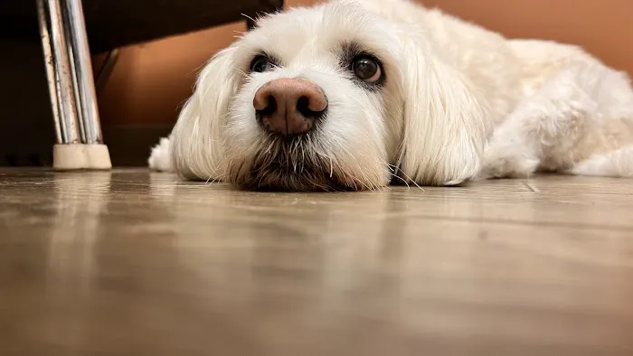 West Hills Animal Hospital 3
