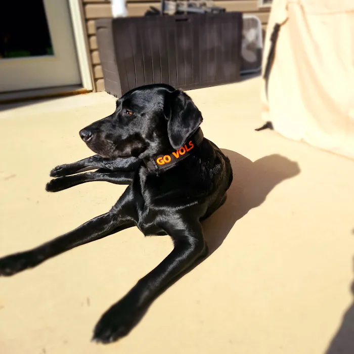 Blackford Vet Surgery Referral 8