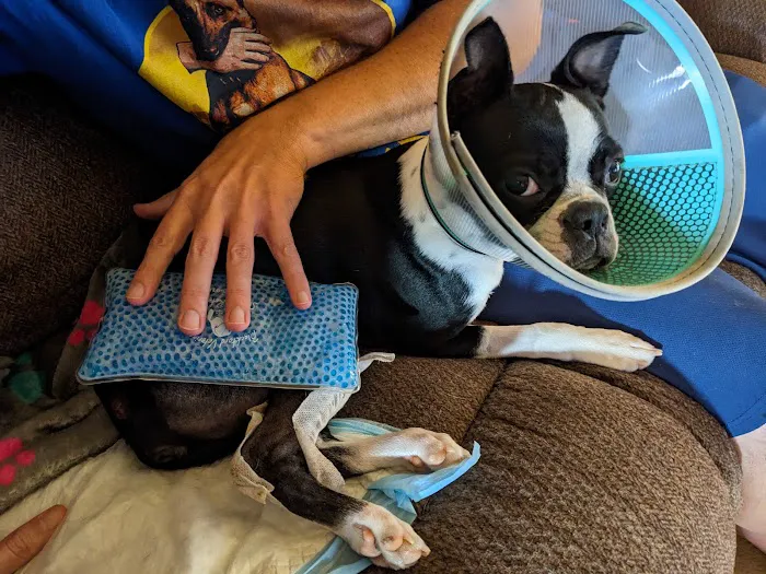 Blackford Vet Surgery Referral 5
