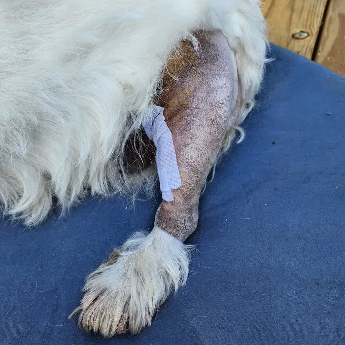 Blackford Vet Surgery Referral 1