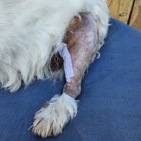 Blackford Vet Surgery Referral ico