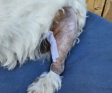 Blackford Vet Surgery Referral