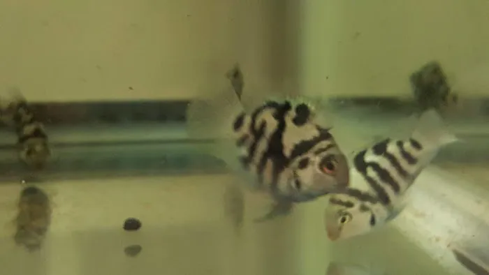West Lake Aquatics 2
