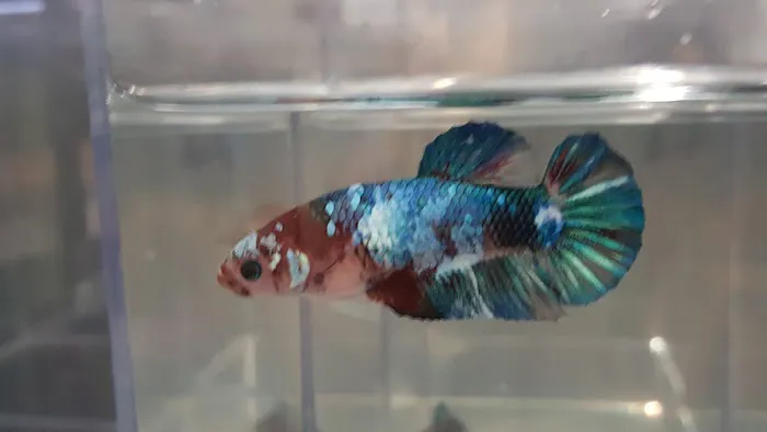 West Lake Aquatics 10