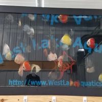 West Lake Aquatics ico