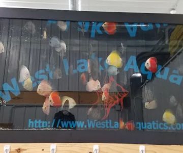West Lake Aquatics
