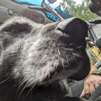 Middlebrook Animal Clinic ico