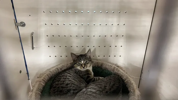 Petco 4