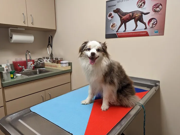 Lovell Animal Hospital 9