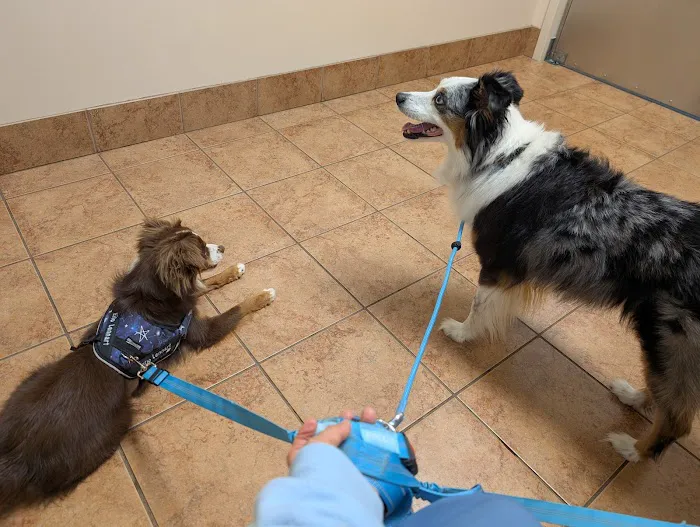 Lovell Animal Hospital 3