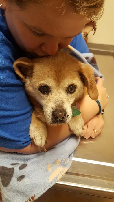 Lovell Animal Hospital 5